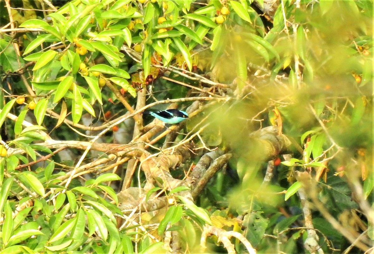 Black-faced Dacnis - ML286680091
