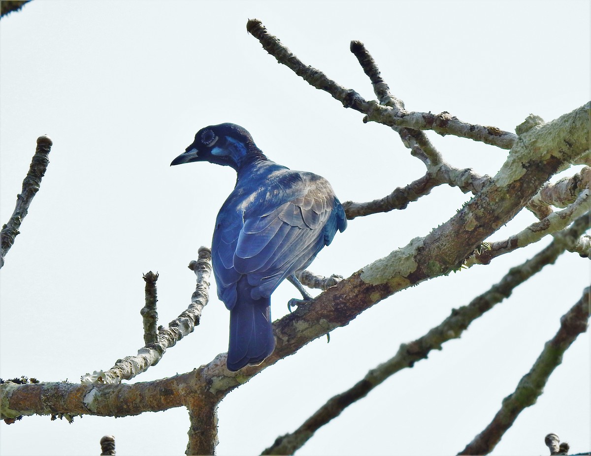 Bare-necked Fruitcrow - ML286680571