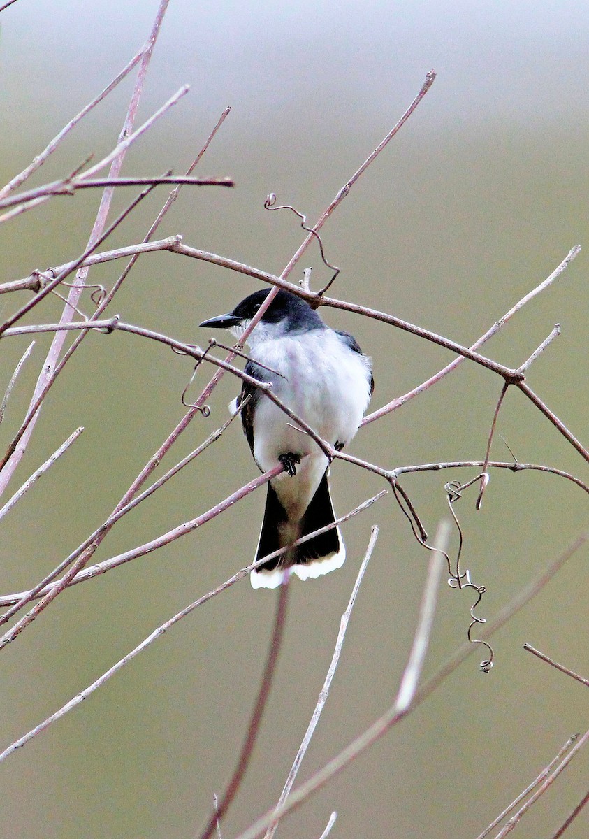 Eastern Kingbird - John  Cameron