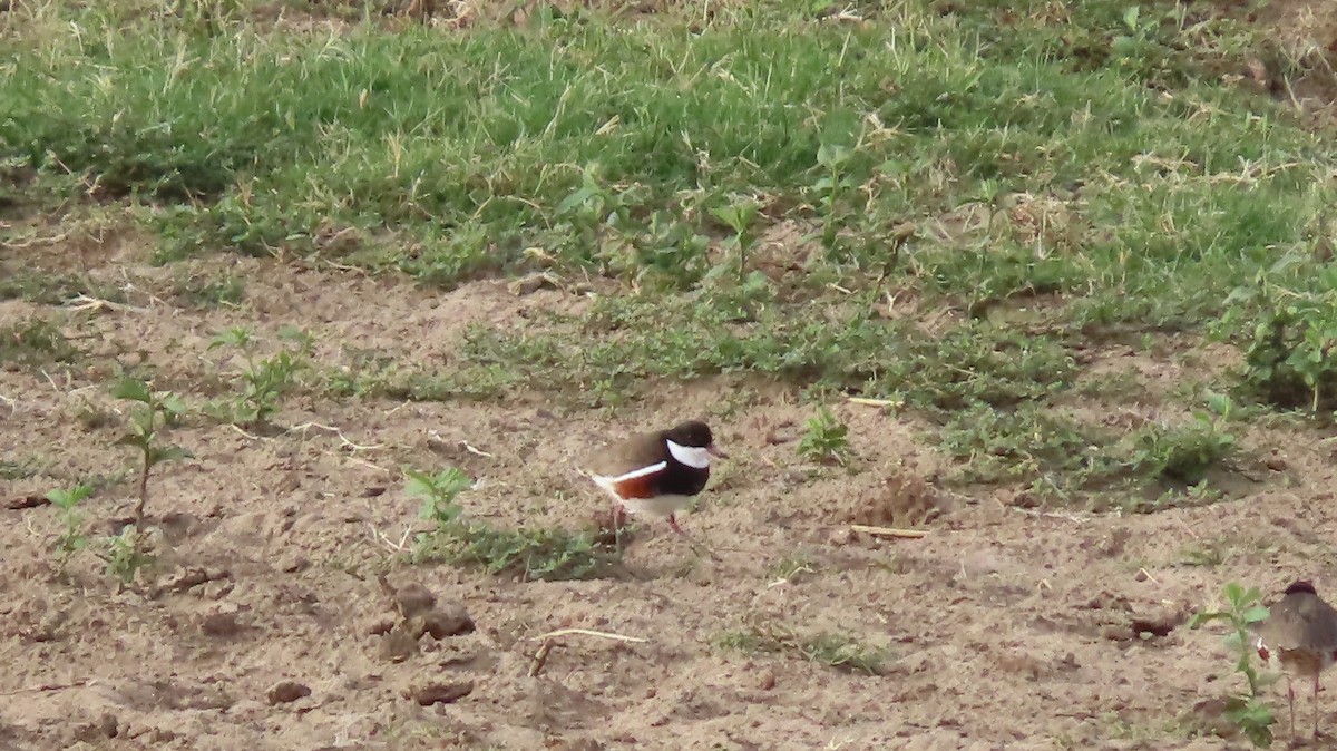 Red-kneed Dotterel - ML286682671