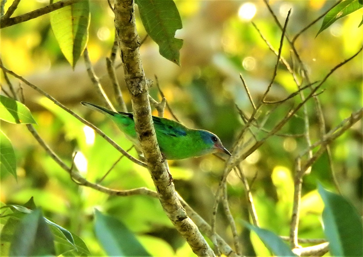 Blue Dacnis - ML286682821