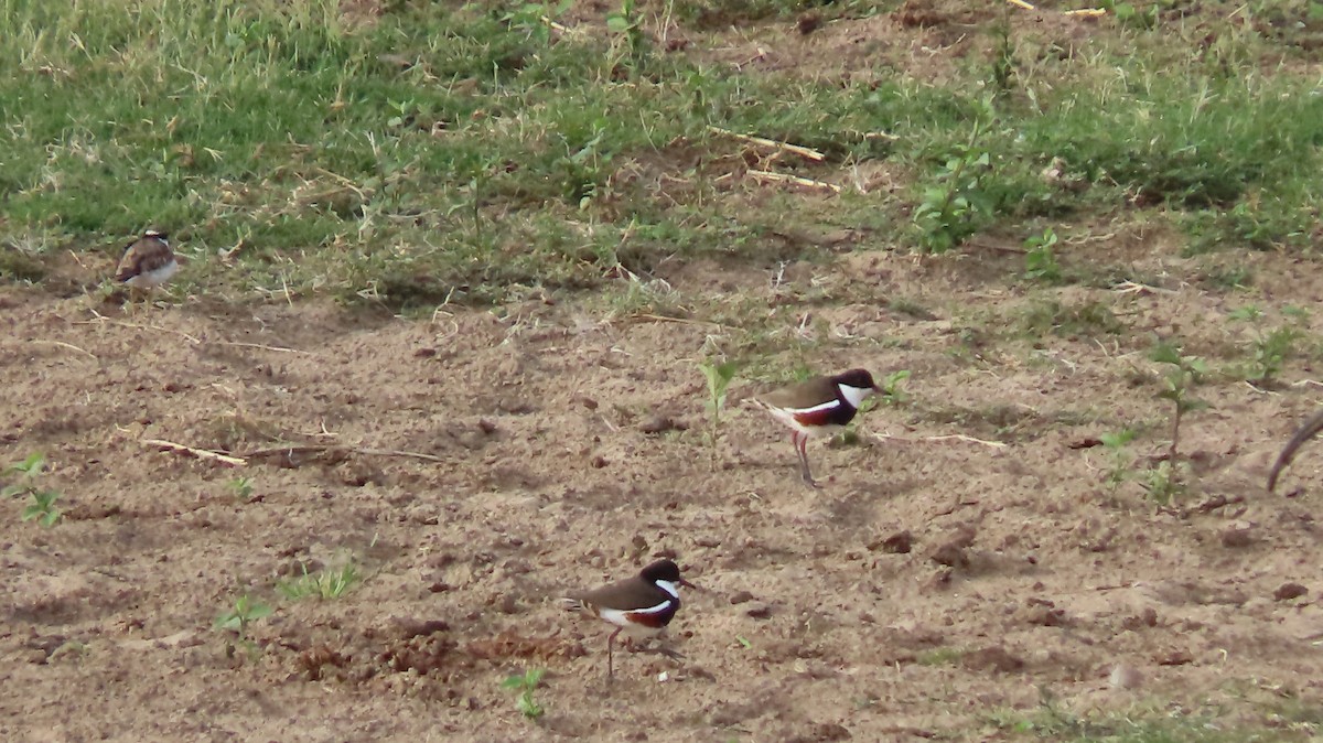 Red-kneed Dotterel - ML286682871