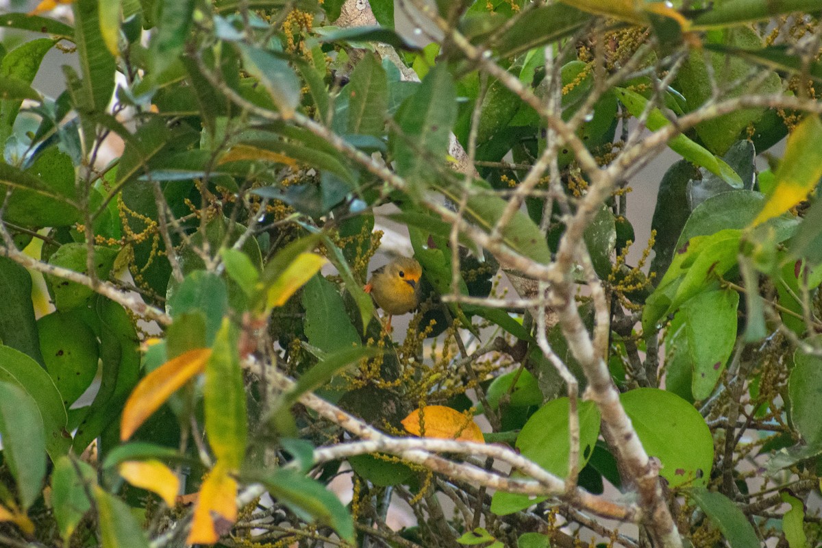 Orange-fronted Plushcrown - ML286682951