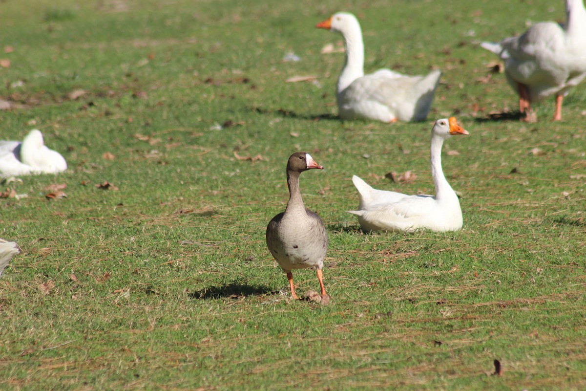 Greater White-fronted Goose - ML286683441