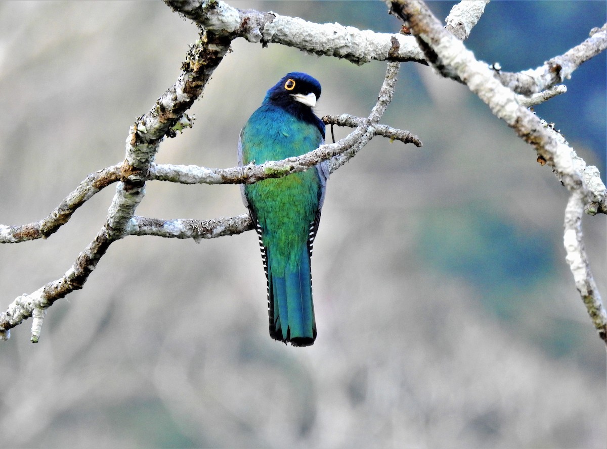 Blue-crowned Trogon - ML286684931