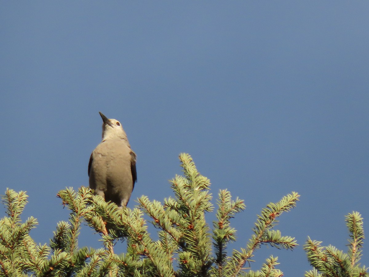 Clark's Nutcracker - ML286685871