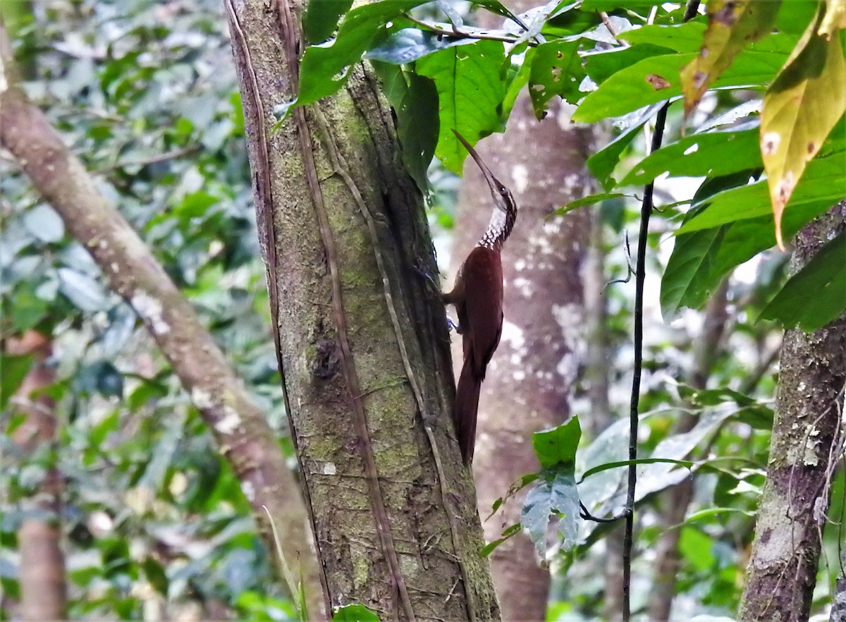 Long-billed Woodcreeper - ML286686511