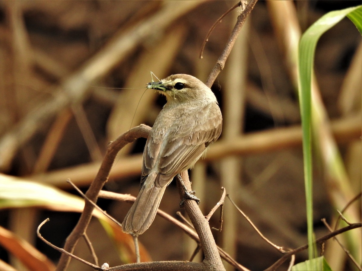 Drab Water Tyrant - ML286686721