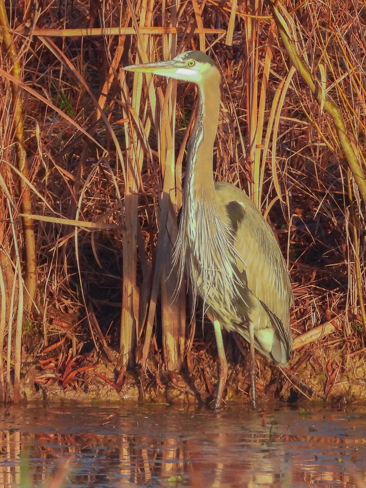 Great Blue Heron - Scott Heppel