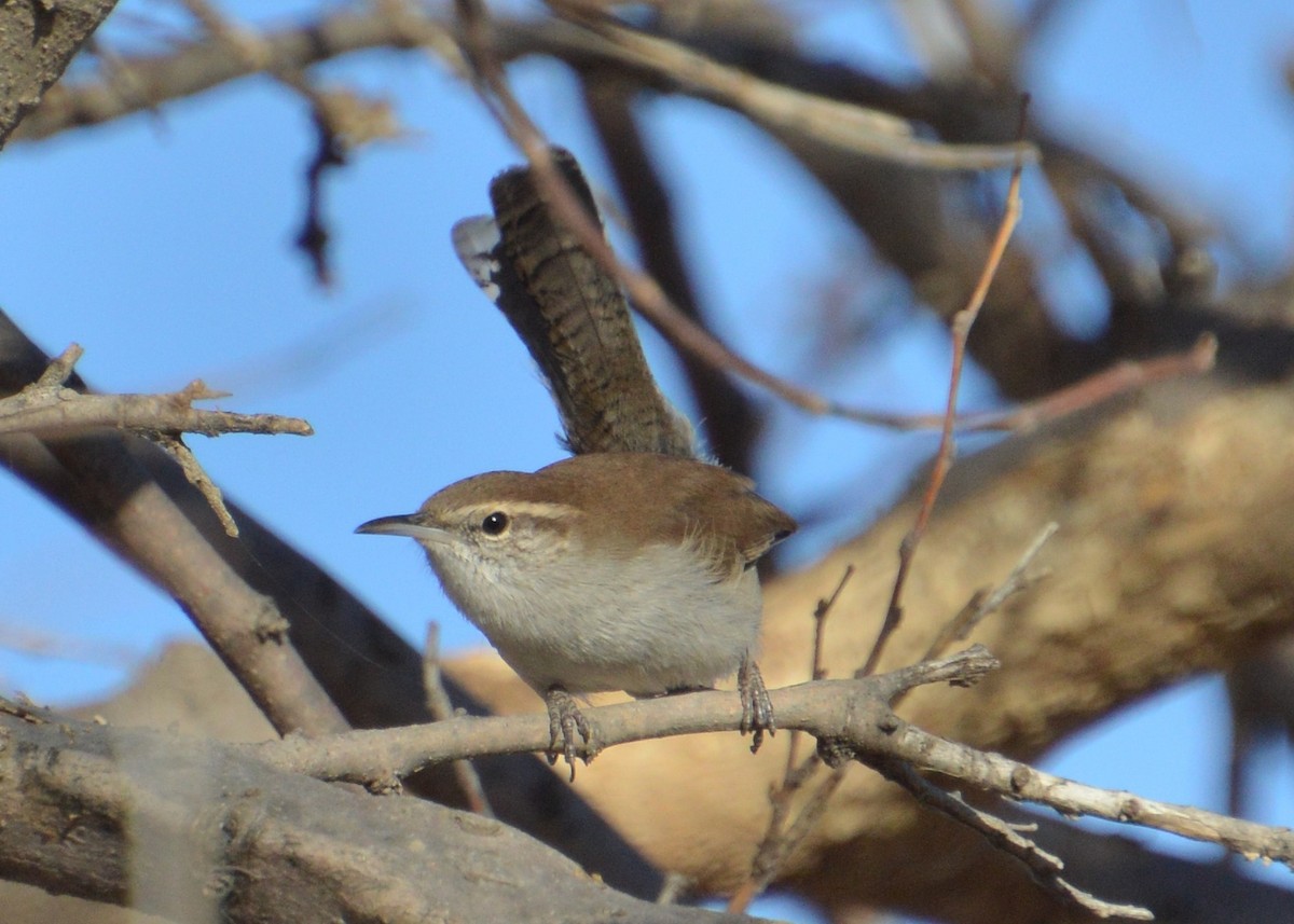 Bewick's Wren - ML286688111