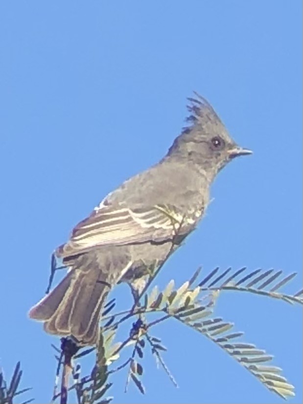 Phainopepla - Spencer Weitzel