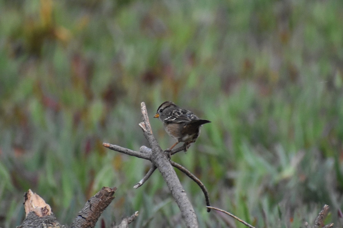 White-crowned Sparrow - ML286690731