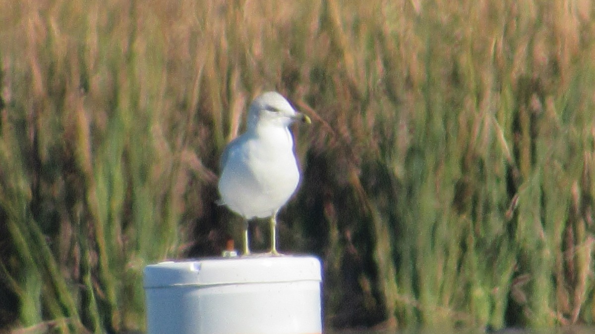 Ring-billed Gull - ML286690981