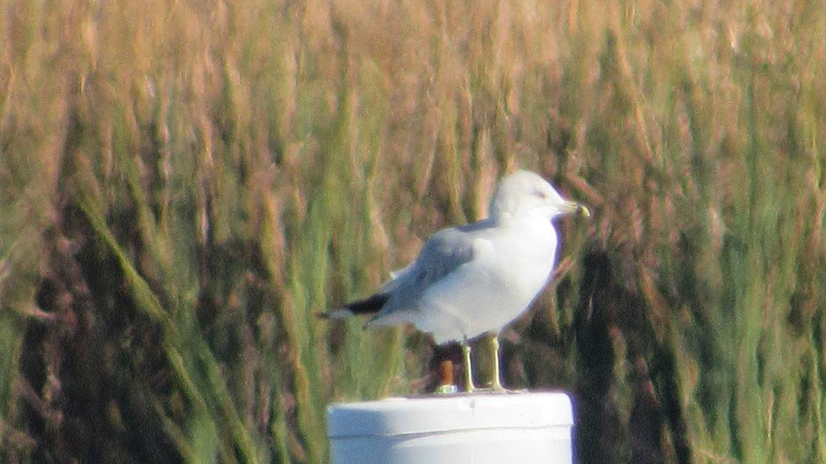 Ring-billed Gull - Rita Clements