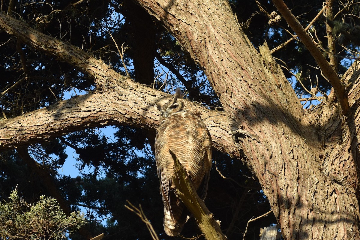 Great Horned Owl - Max Lara