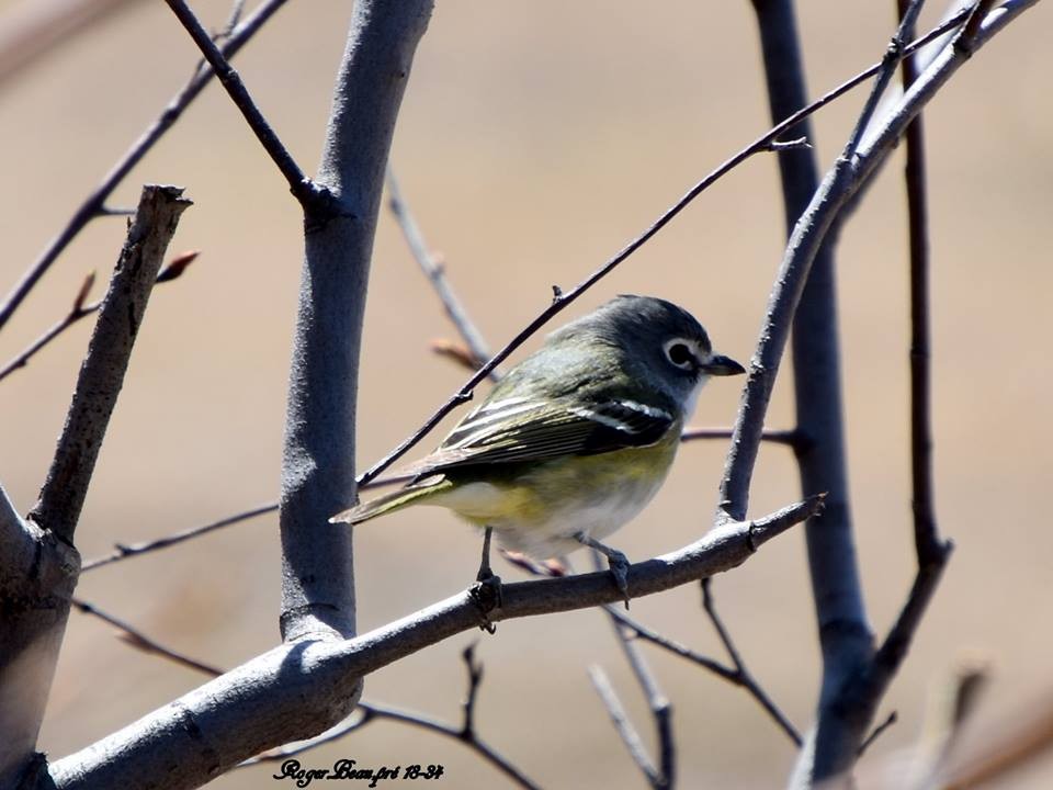 Blue-headed Vireo - roger beaupre