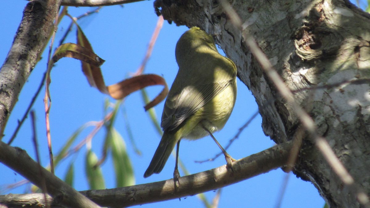 Orange-crowned Warbler - ML286691841