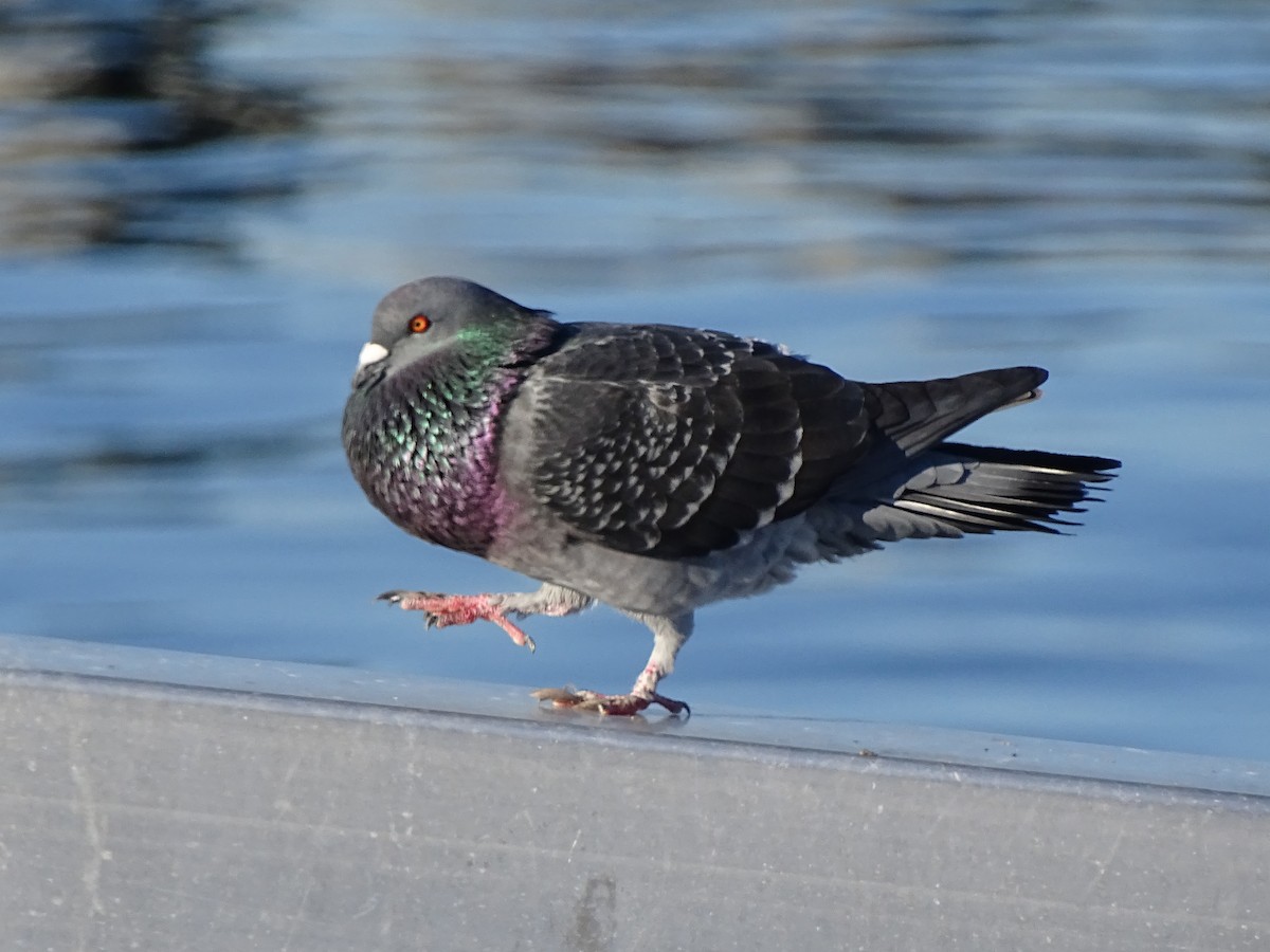 Rock Pigeon (Feral Pigeon) - ML286692071