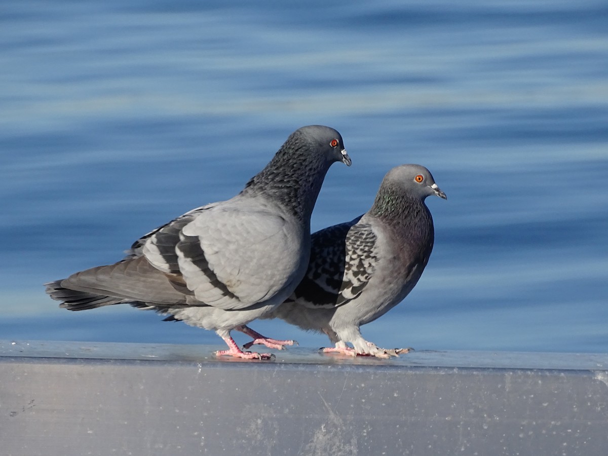 Rock Pigeon (Feral Pigeon) - ML286692101