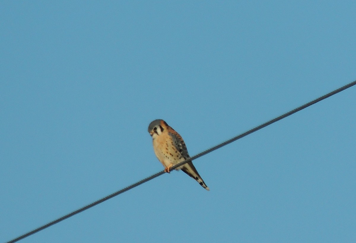 American Kestrel - ML286692341