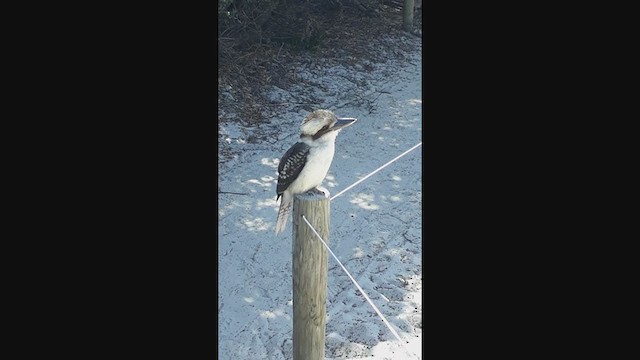 Laughing Kookaburra - ML286692961