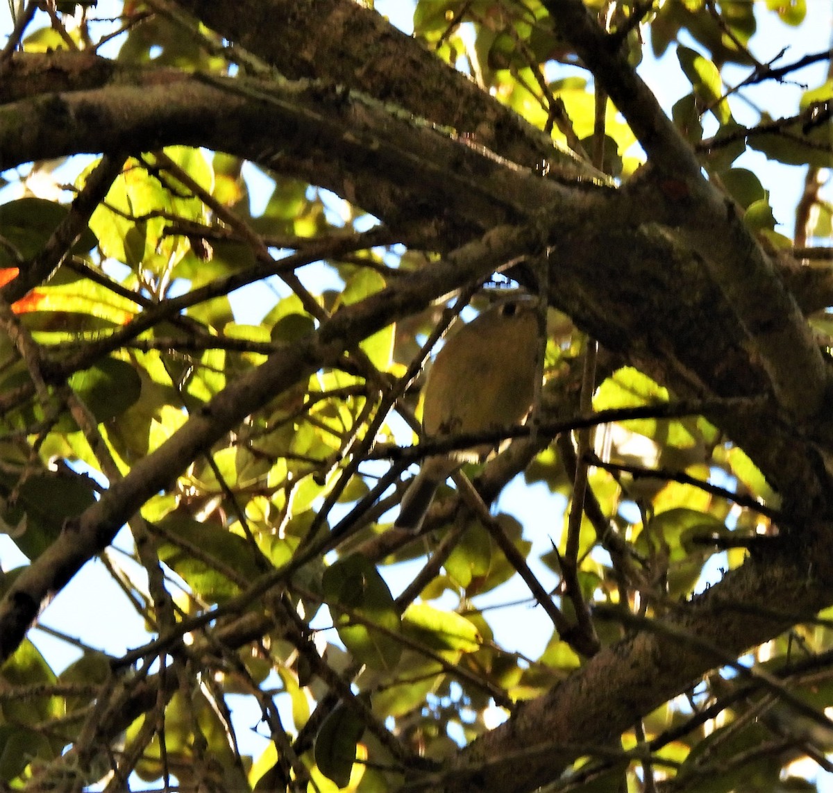 Ruby-crowned Kinglet - Sharon Wilcox