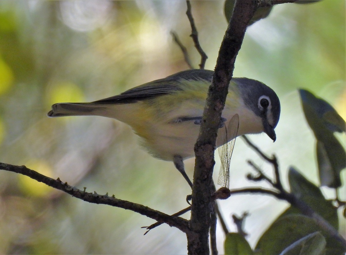 Blue-headed Vireo - Sharon Wilcox