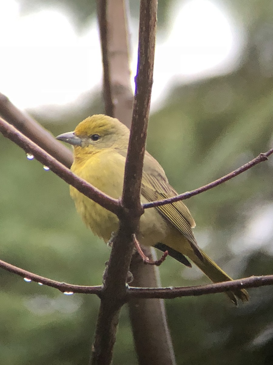 Hepatic Tanager - ML286696141