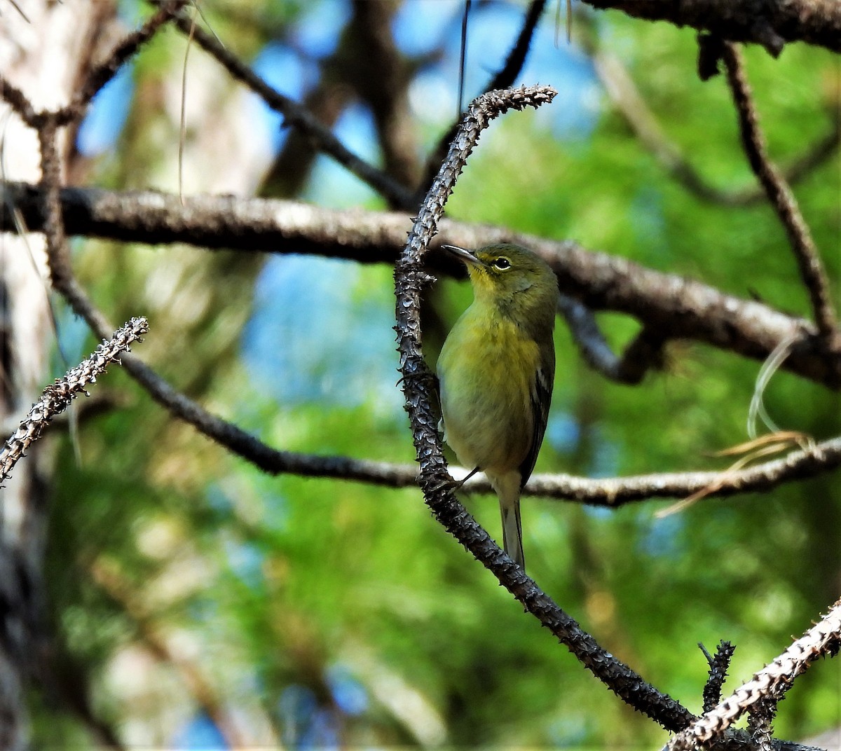 Pine Warbler - Sharon Wilcox