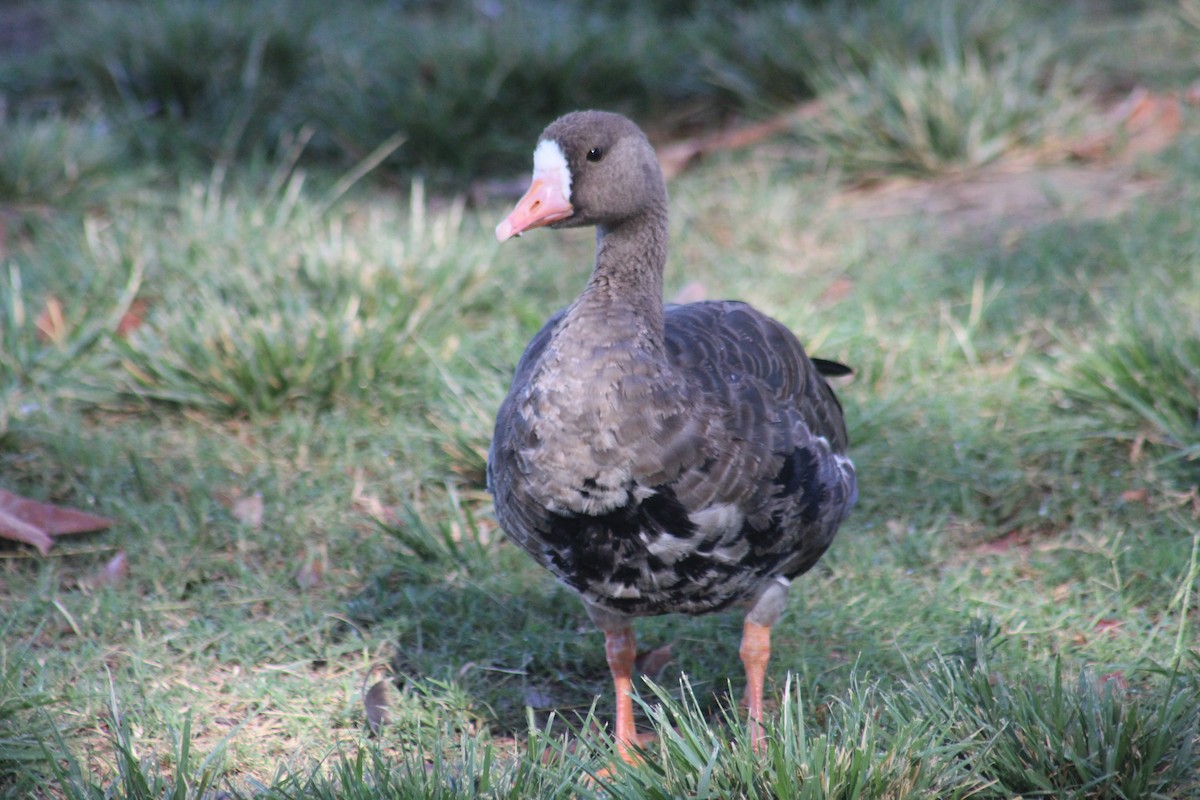 Greater White-fronted Goose - ML286696371