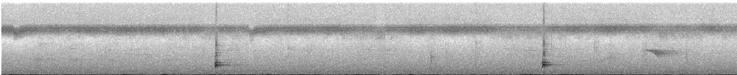 White-necked Thrush - ML286697