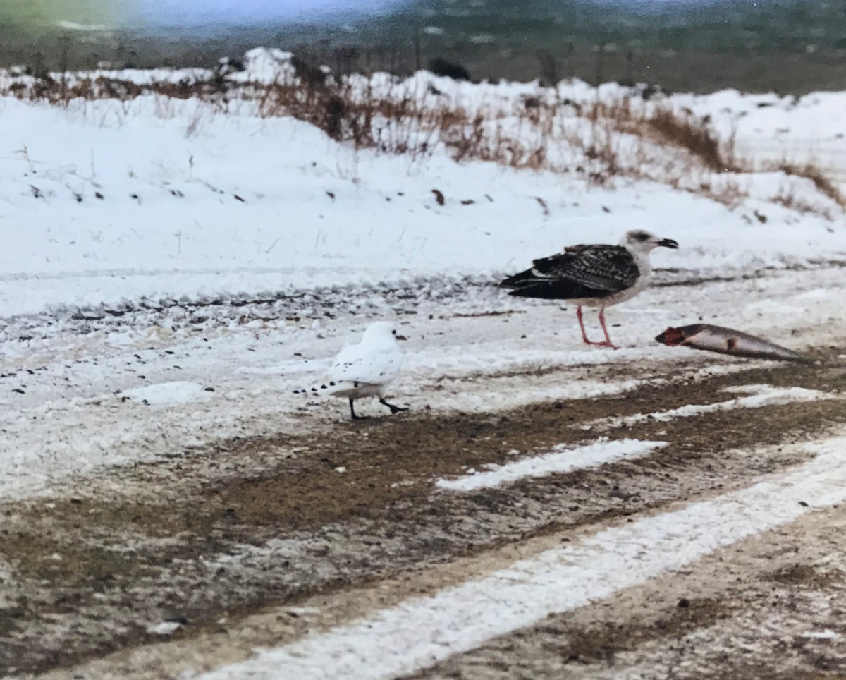 Ivory Gull - ML286697071