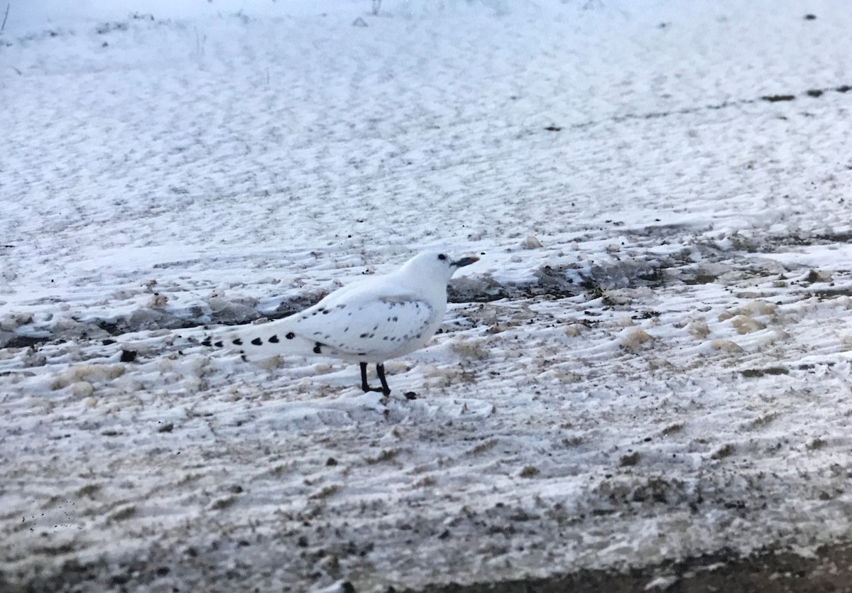 Ivory Gull - ML286697091