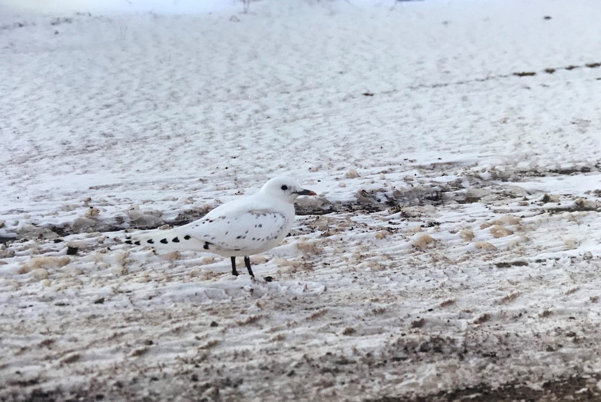 Ivory Gull - ML286697111