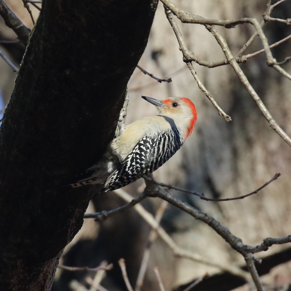 Red-bellied Woodpecker - Walter Marcisz