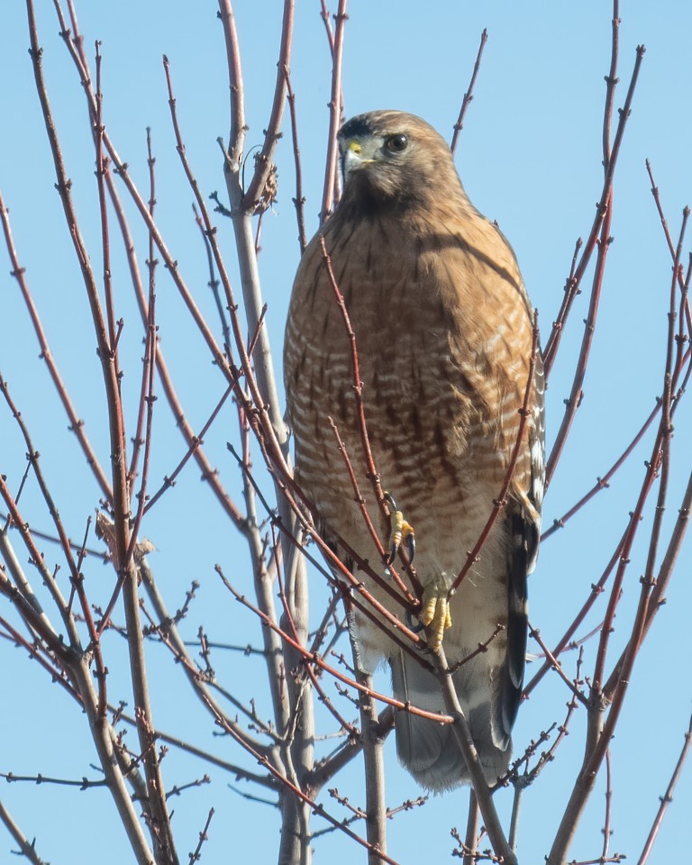 Red-shouldered Hawk - Scott Heppel