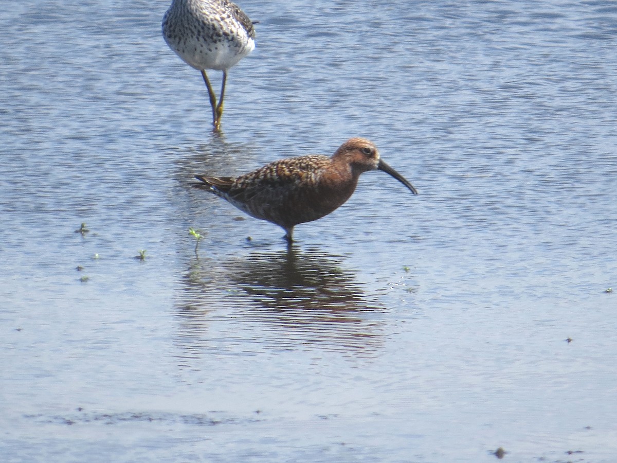 Curlew Sandpiper - Maureen Bailey