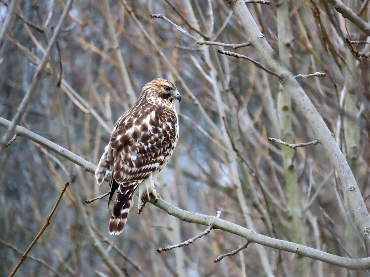 Red-shouldered Hawk - ML286701291