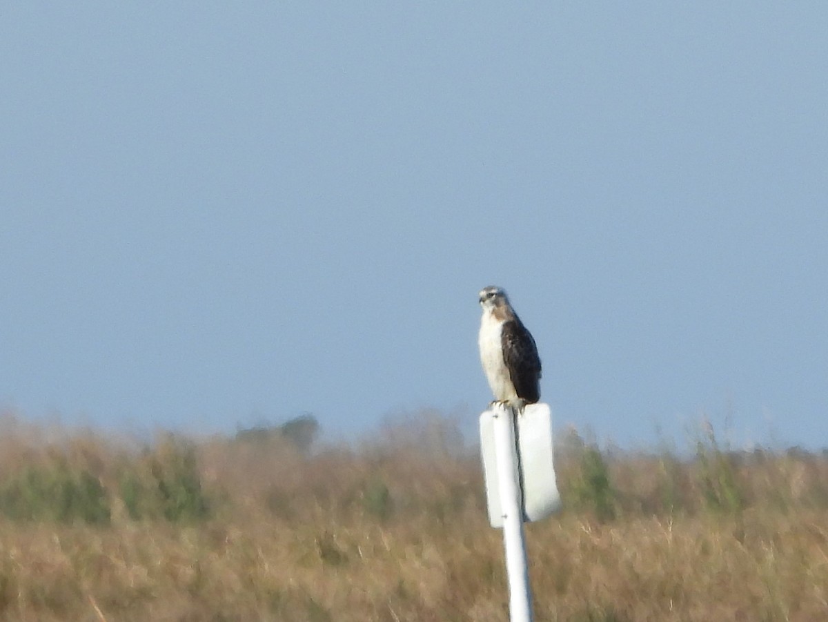 Red-tailed Hawk - ML286703501