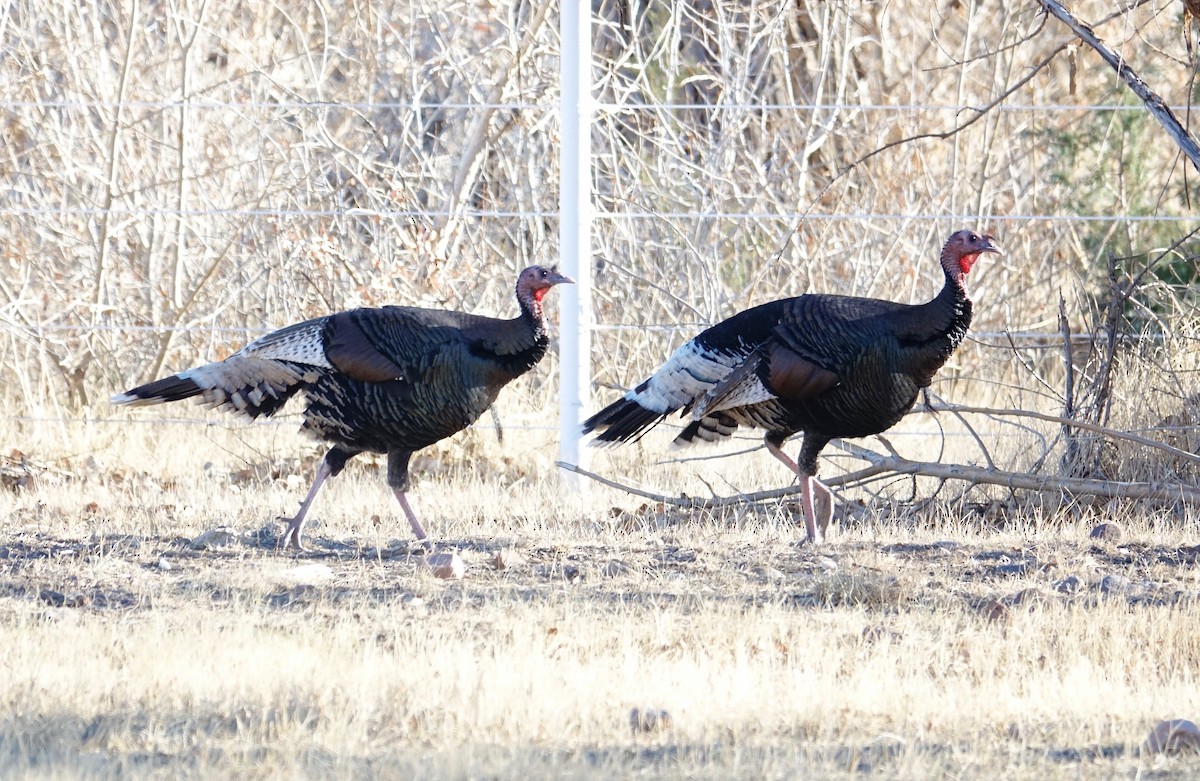 Guajolote Gallipavo - ML286704491