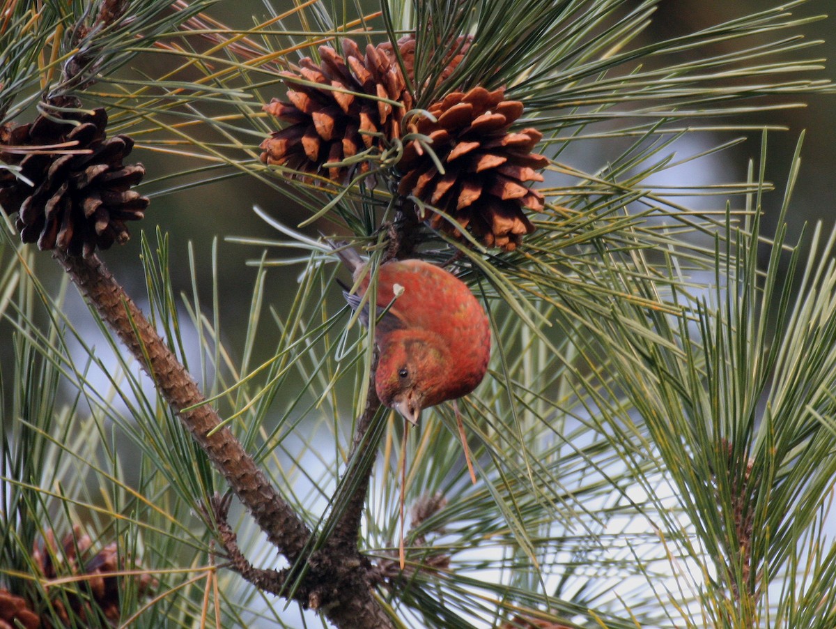 Red Crossbill - ML286704981