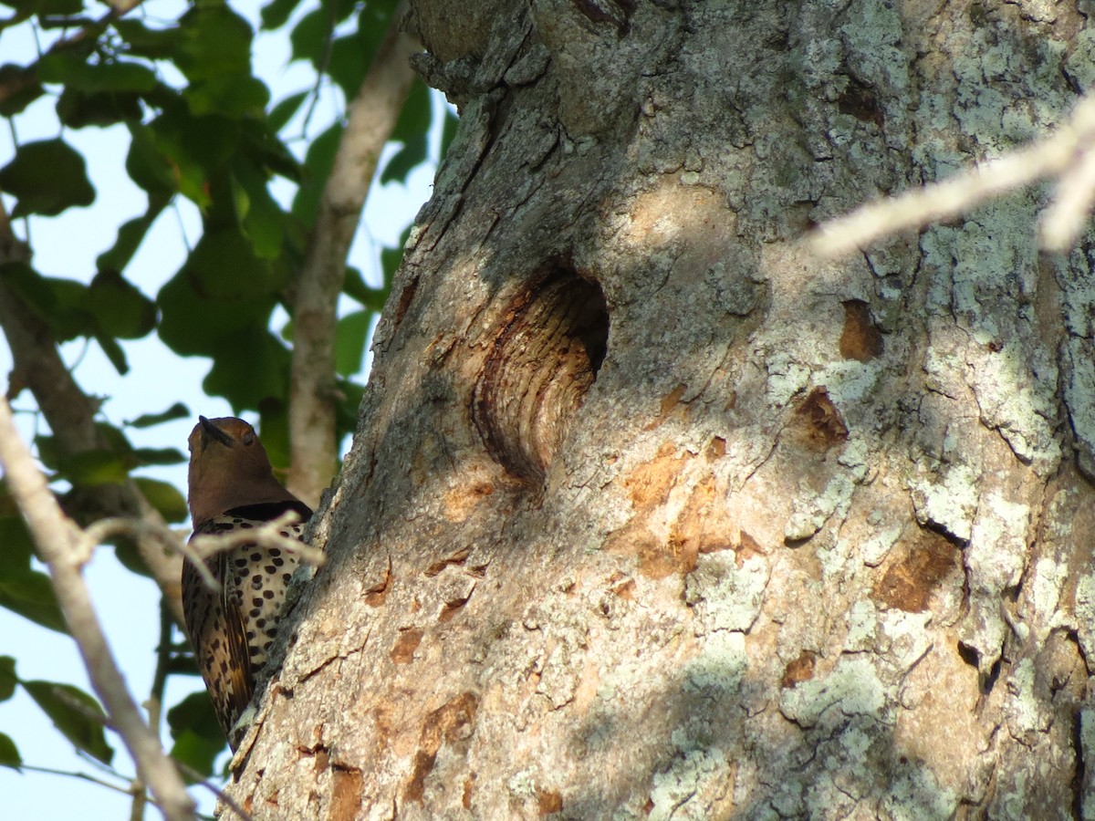 Northern Flicker - ML28670631