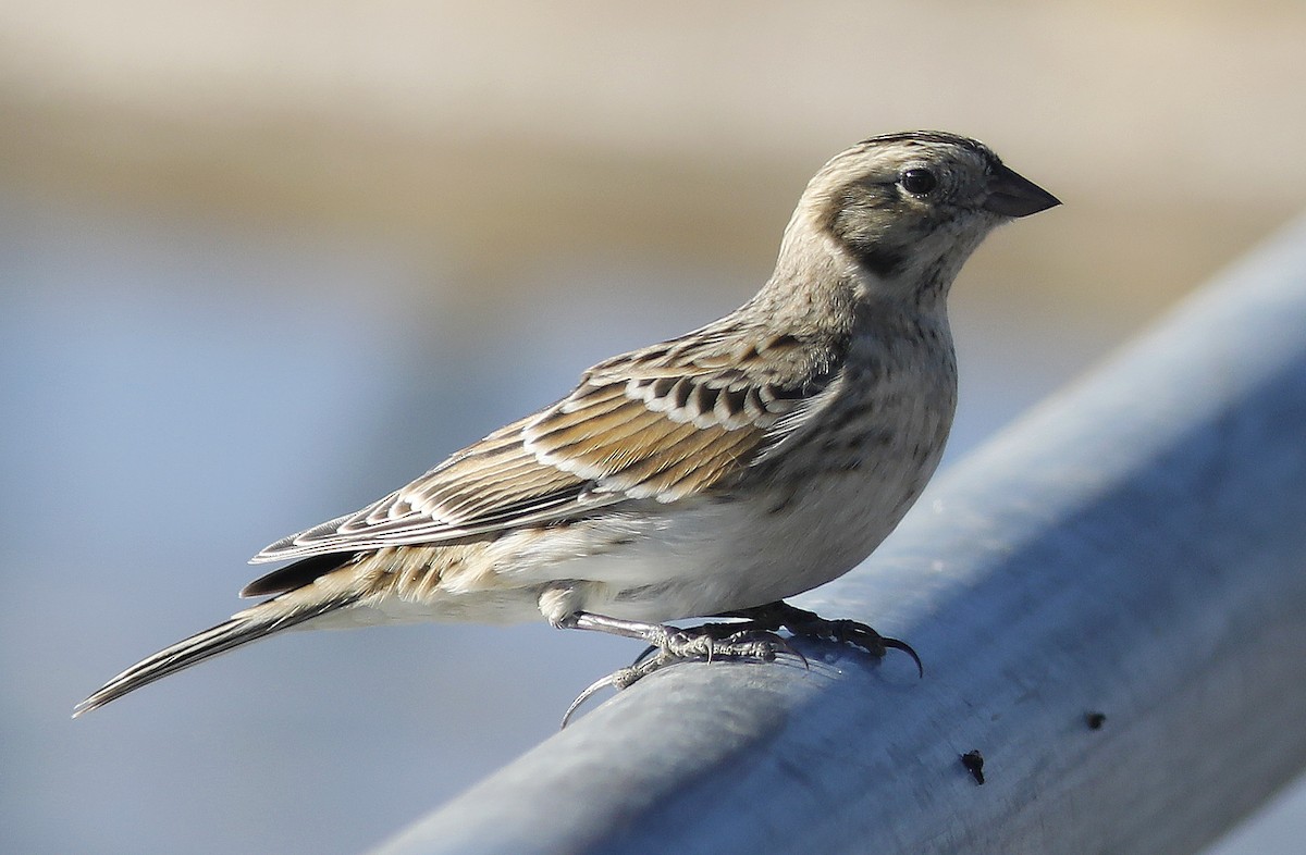 Lapland Longspur - ML286707751