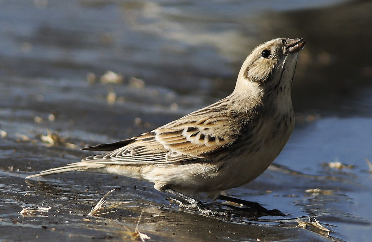 Lapland Longspur - ML286707791