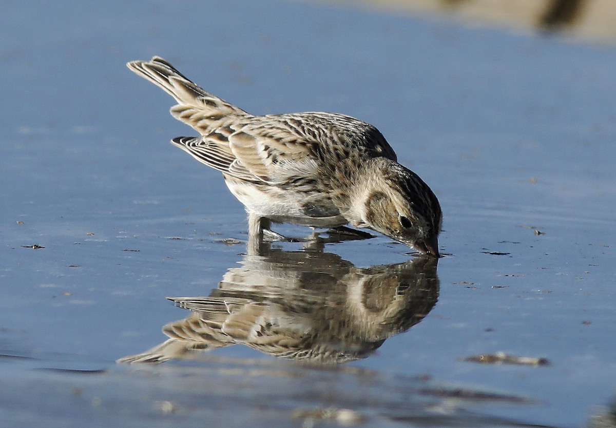 Lapland Longspur - ML286708011