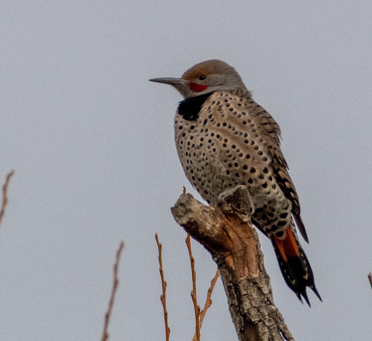 Northern Flicker (Red-shafted) - ML286709321
