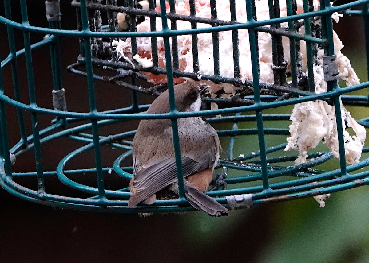 Boreal Chickadee - ML286709331