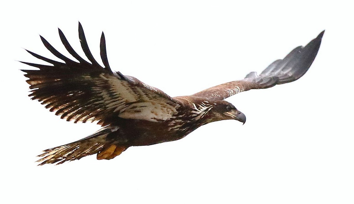 Bald Eagle - Breck Breckenridge