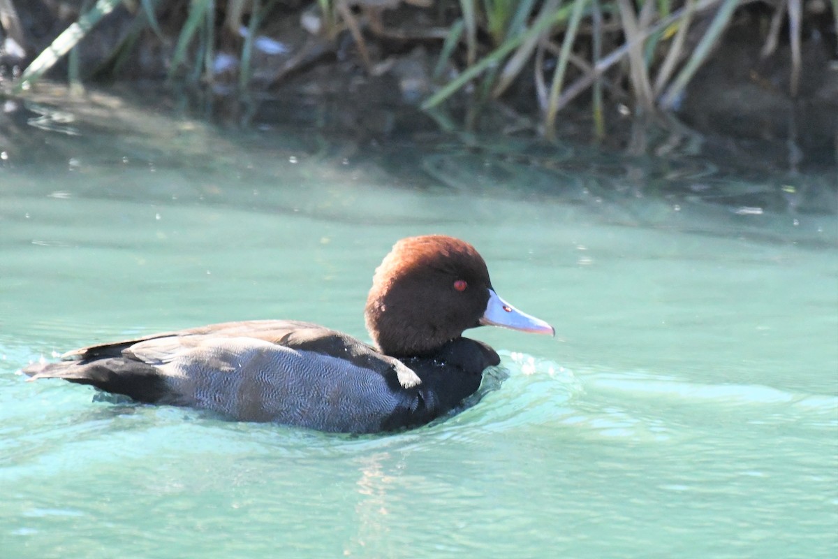 Red-crested Pochard - ML286711121