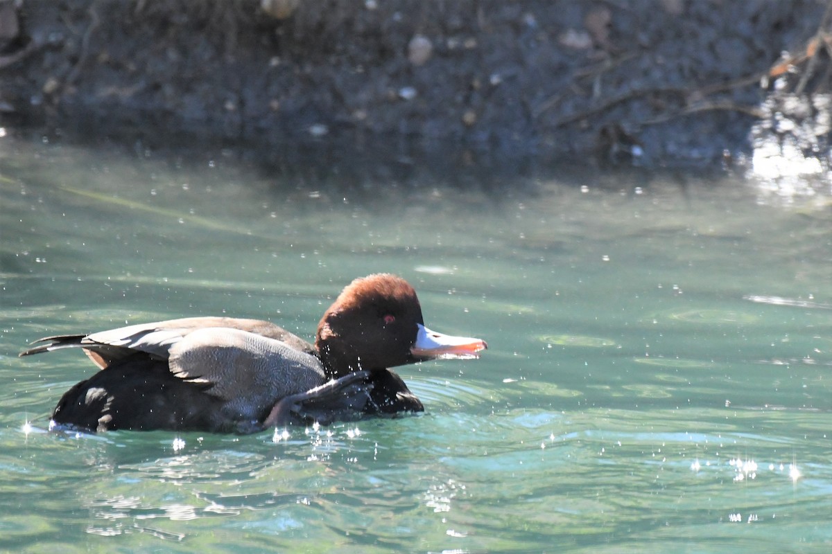 Red-crested Pochard - ML286711141